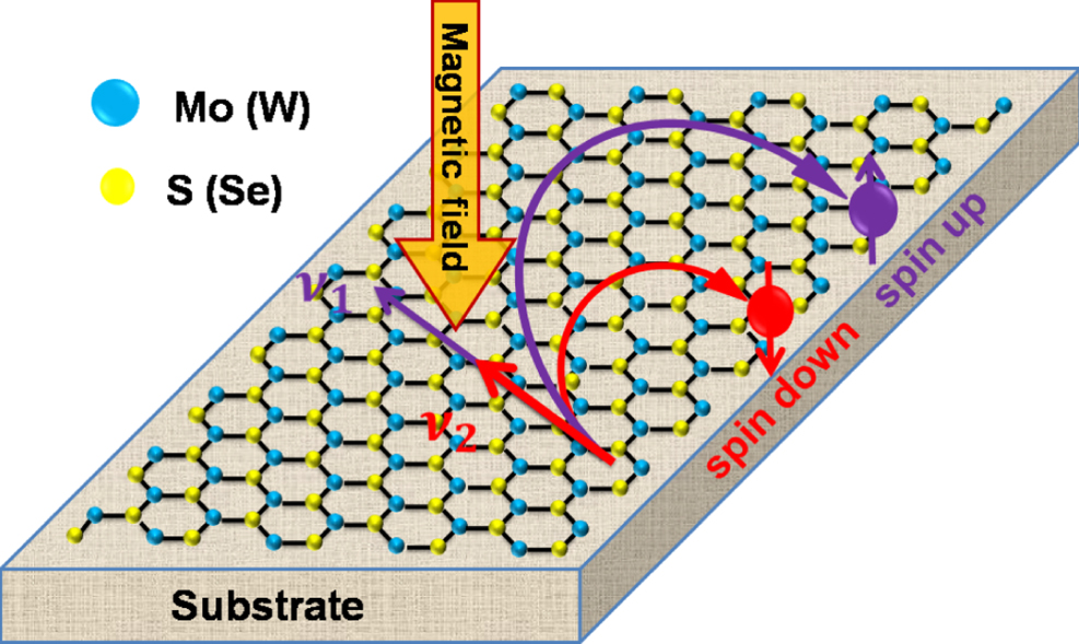 Effective velocities of polaron spin states in monolayer transition ...