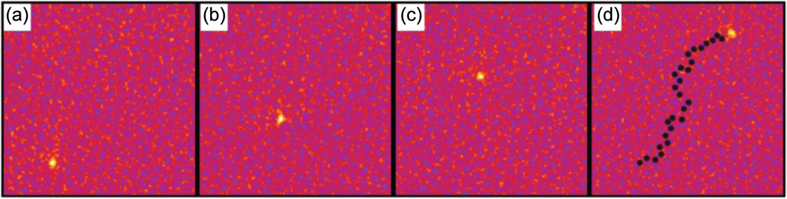 Electron beam triggered single-atom dynamics in two-dimensional ...