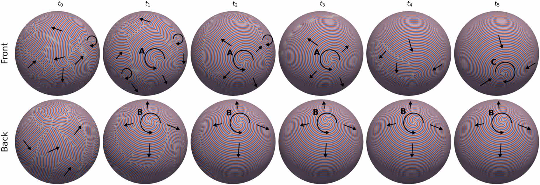 Smectic Rod Alignment Active smectics on a sphere - IOPscience