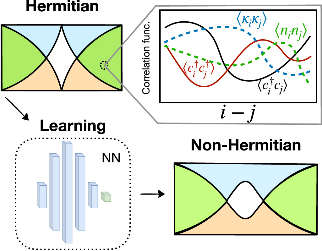 Transfer learning from Hermitian to non-Hermitian quantum many-body ...