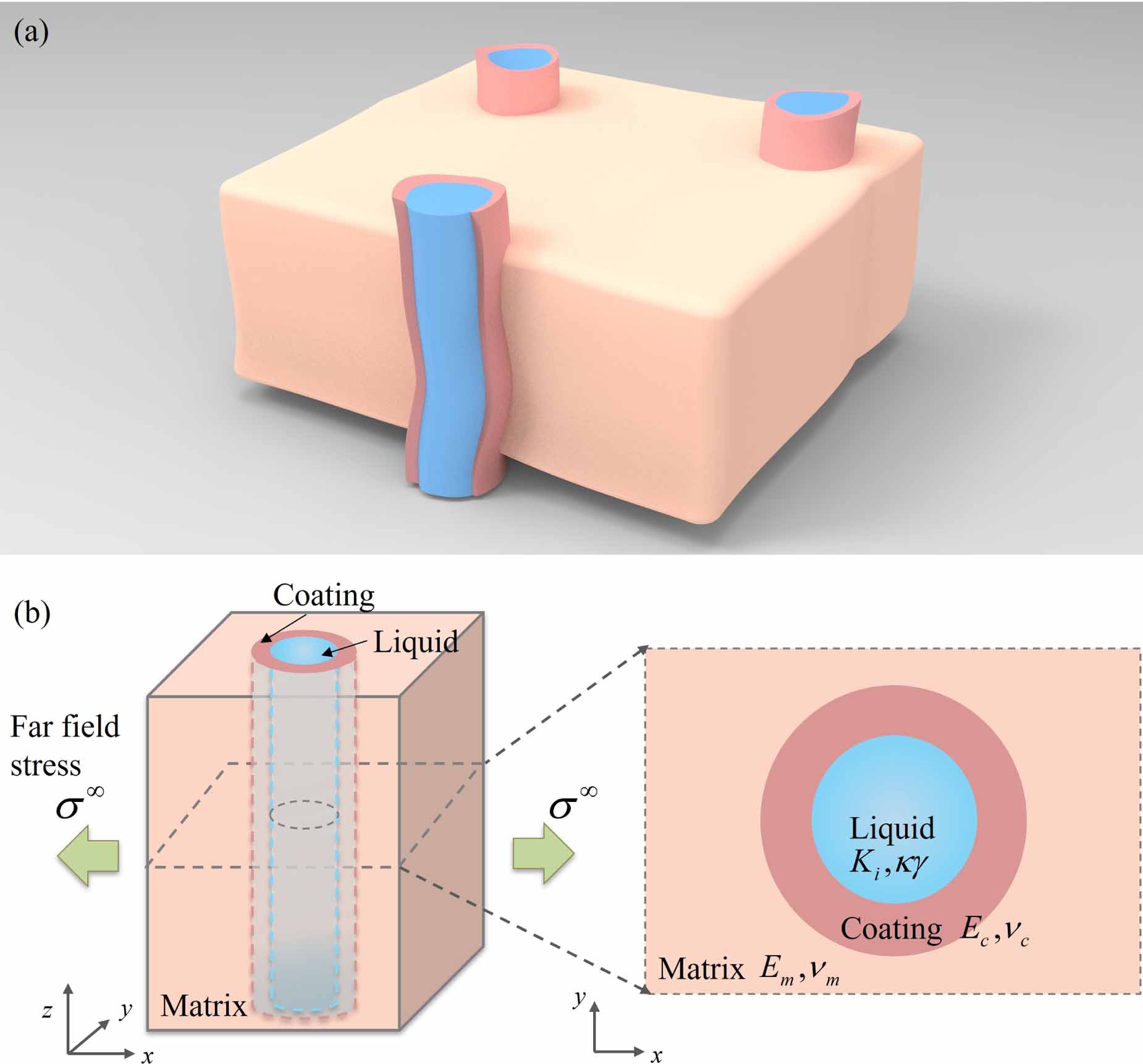 Cross-scale mechanobiological regulation of cylindrical compressible ...