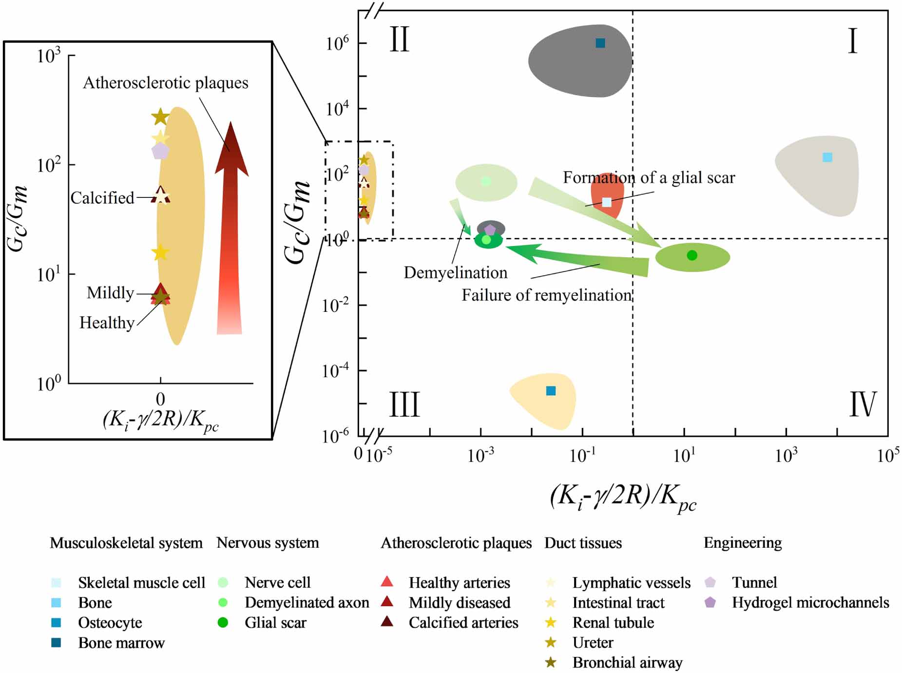 Cross-scale mechanobiological regulation of cylindrical compressible ...