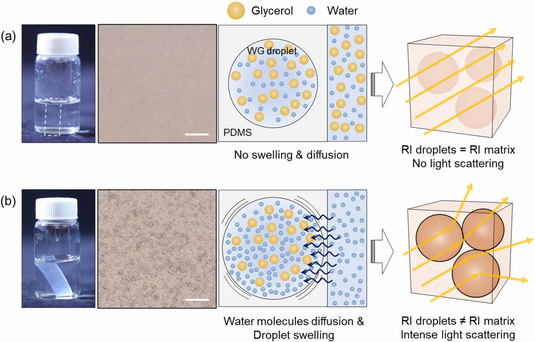 Transparency-changing elastomers by controlling of the refractive index ...