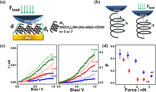 Chirality induced spin selectivity in electron transport investigated ...