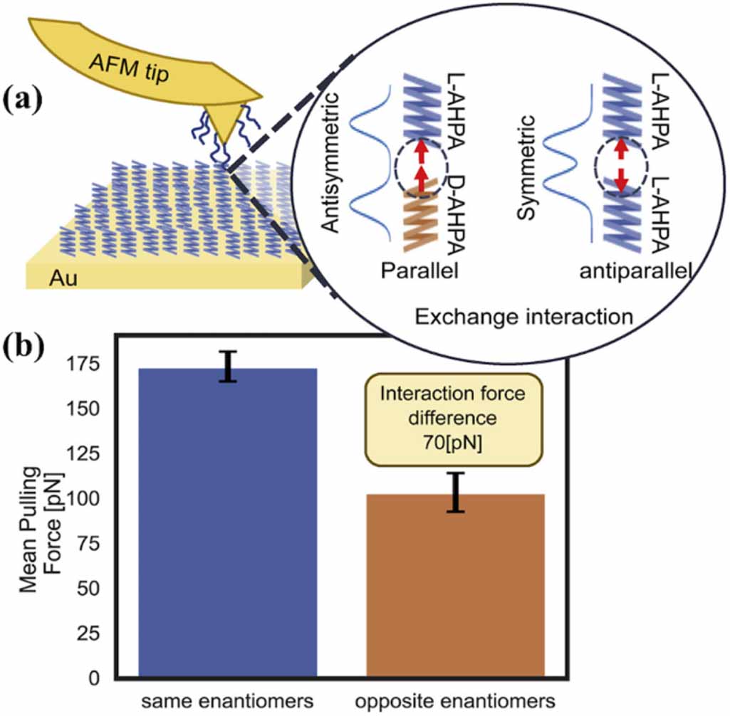 Chirality induced spin selectivity in electron transport investigated ...