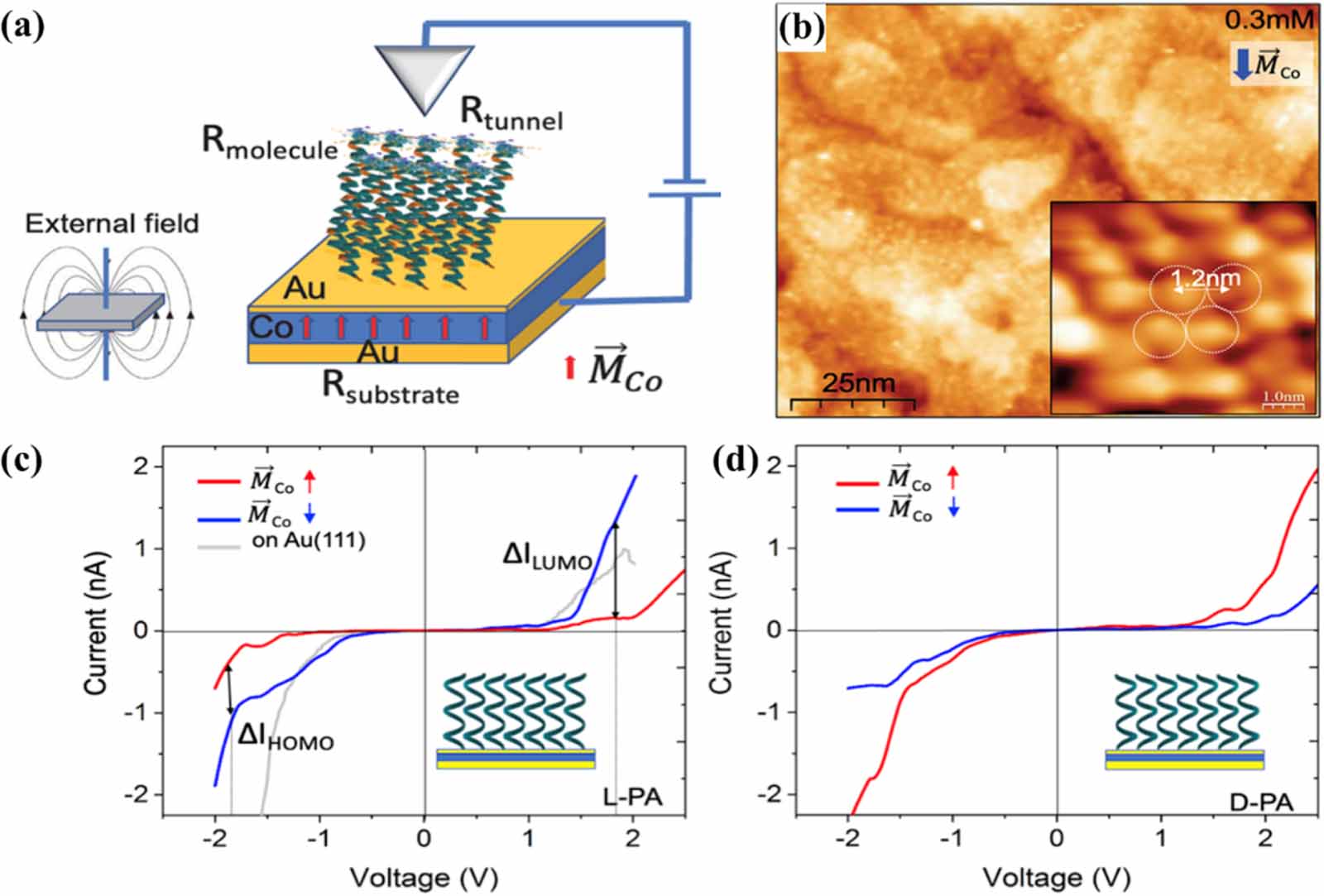 Chirality induced spin selectivity in electron transport investigated ...