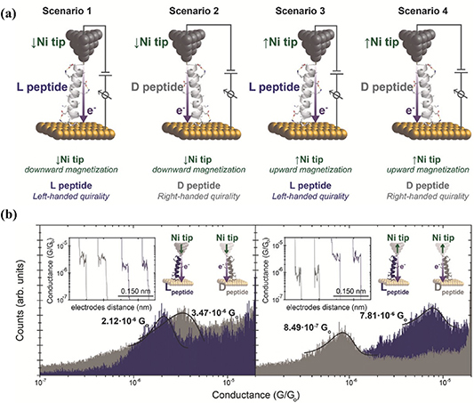 Chirality induced spin selectivity in electron transport investigated ...