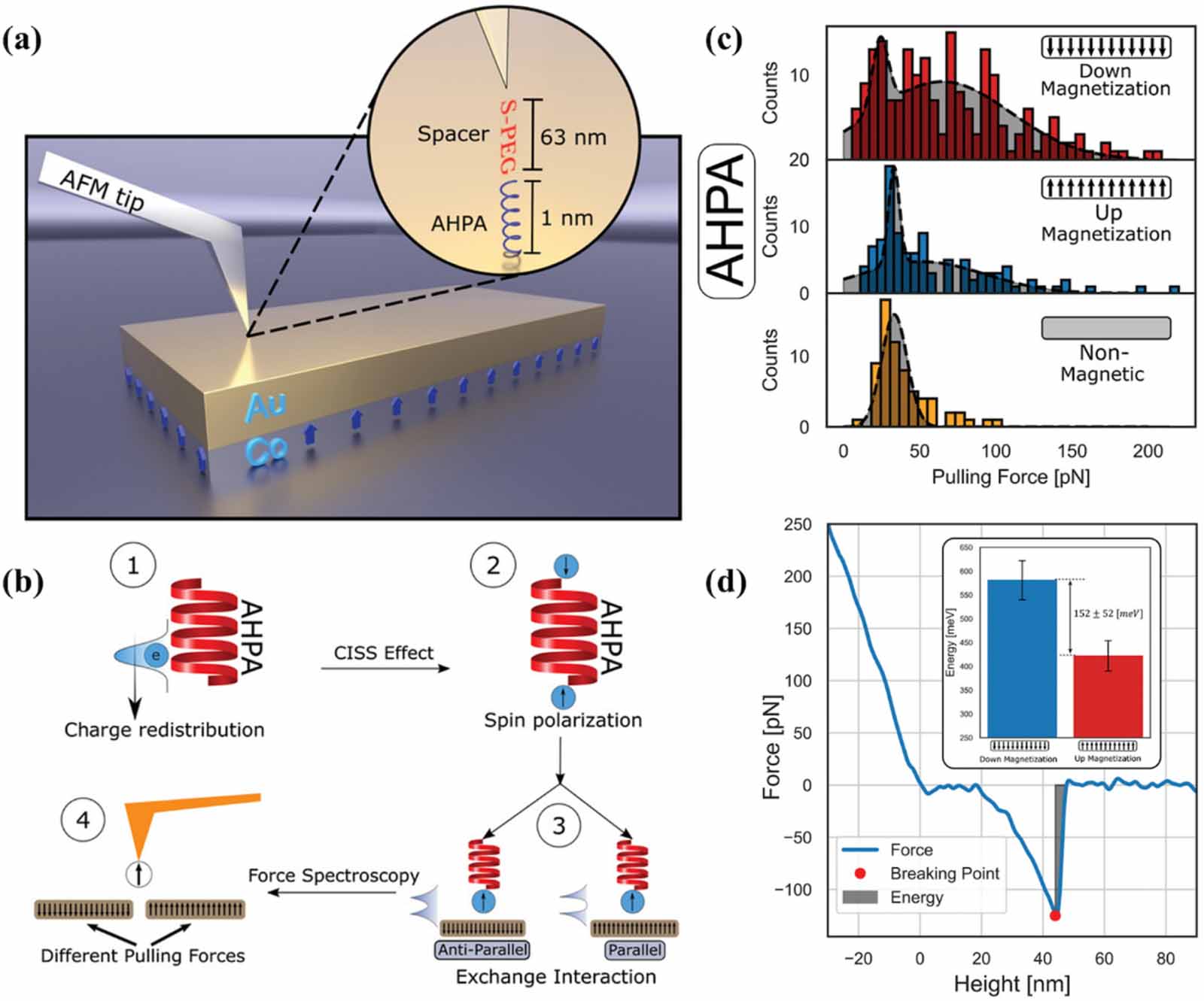 Chirality induced spin selectivity in electron transport investigated ...