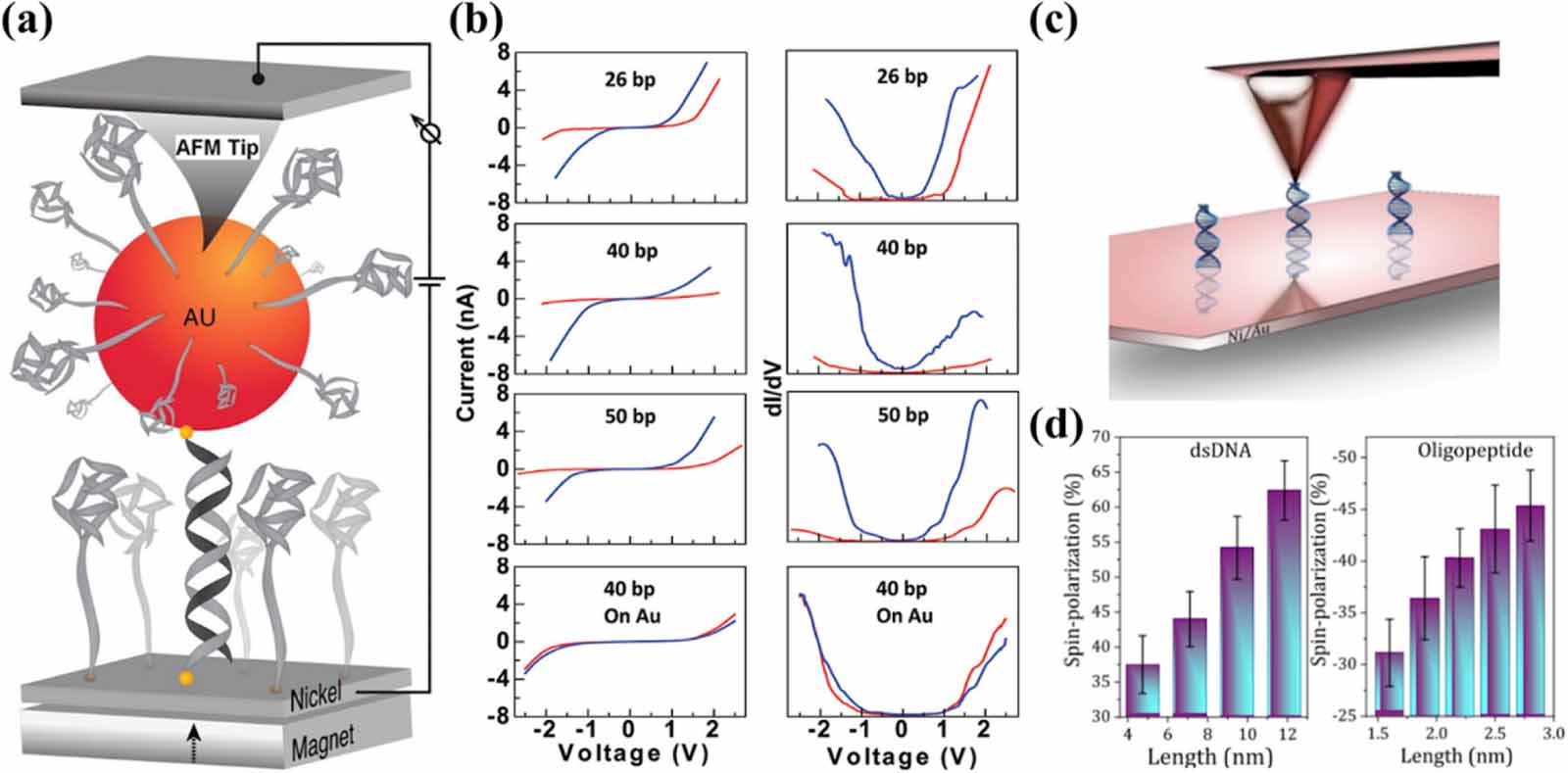 Chirality induced spin selectivity in electron transport investigated ...