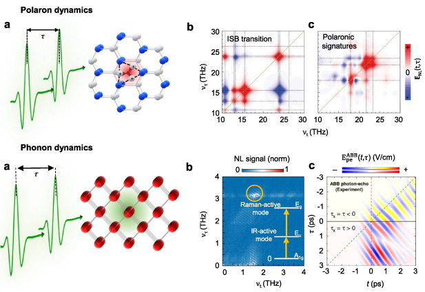 2D-THz spectroscopy: exploring the nonlinear dynamics in