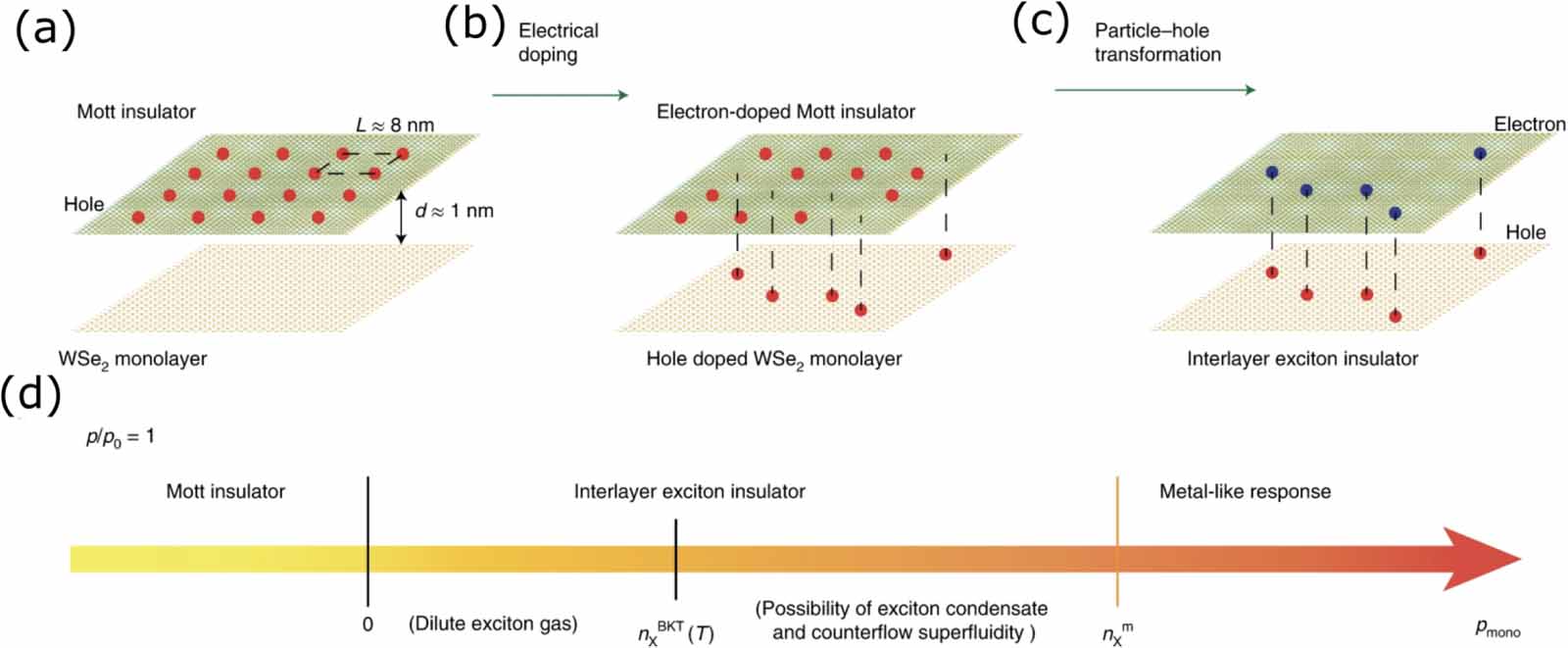 exciton dressing by extreme nonlinear magnons in a layered semiconductor Ultrafast optical excitation of magnons in two-dimensional antiferromagnetic semiconductors via spin torque mediated by unbound electron-hole pairs and excitons: Signatures in magnonic charge pumping