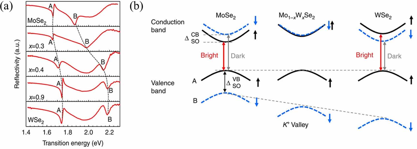 Excitonic physics and emergent phenomena in layered transition