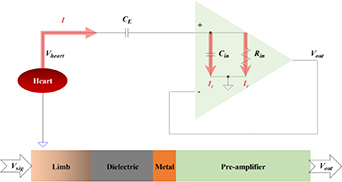 Non-contact capacitive sensing for ECG recording in small animals ...