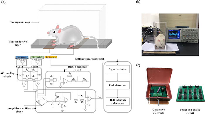 Non-contact capacitive sensing for ECG recording in small animals ...