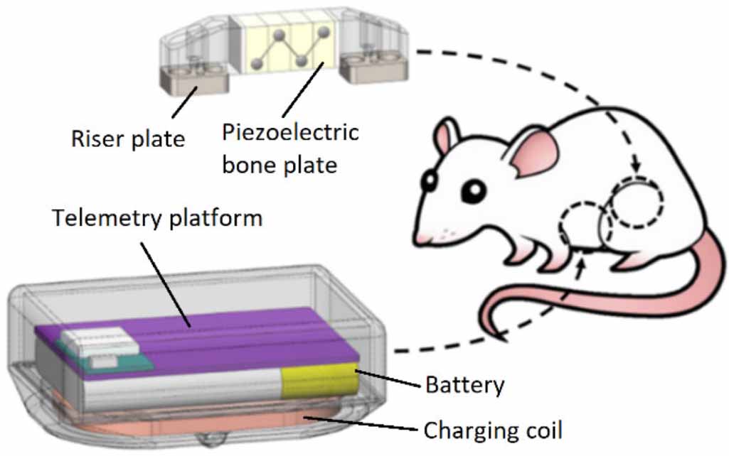 A piezoelectric bone fixation plate for in vivo application and ...