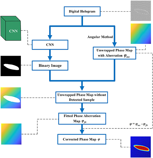 Phase-aberration compensation via deep learning in digital holographic ...