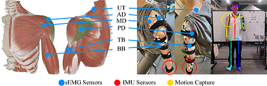 Model for predicting the angles of upper limb joints in combination ...