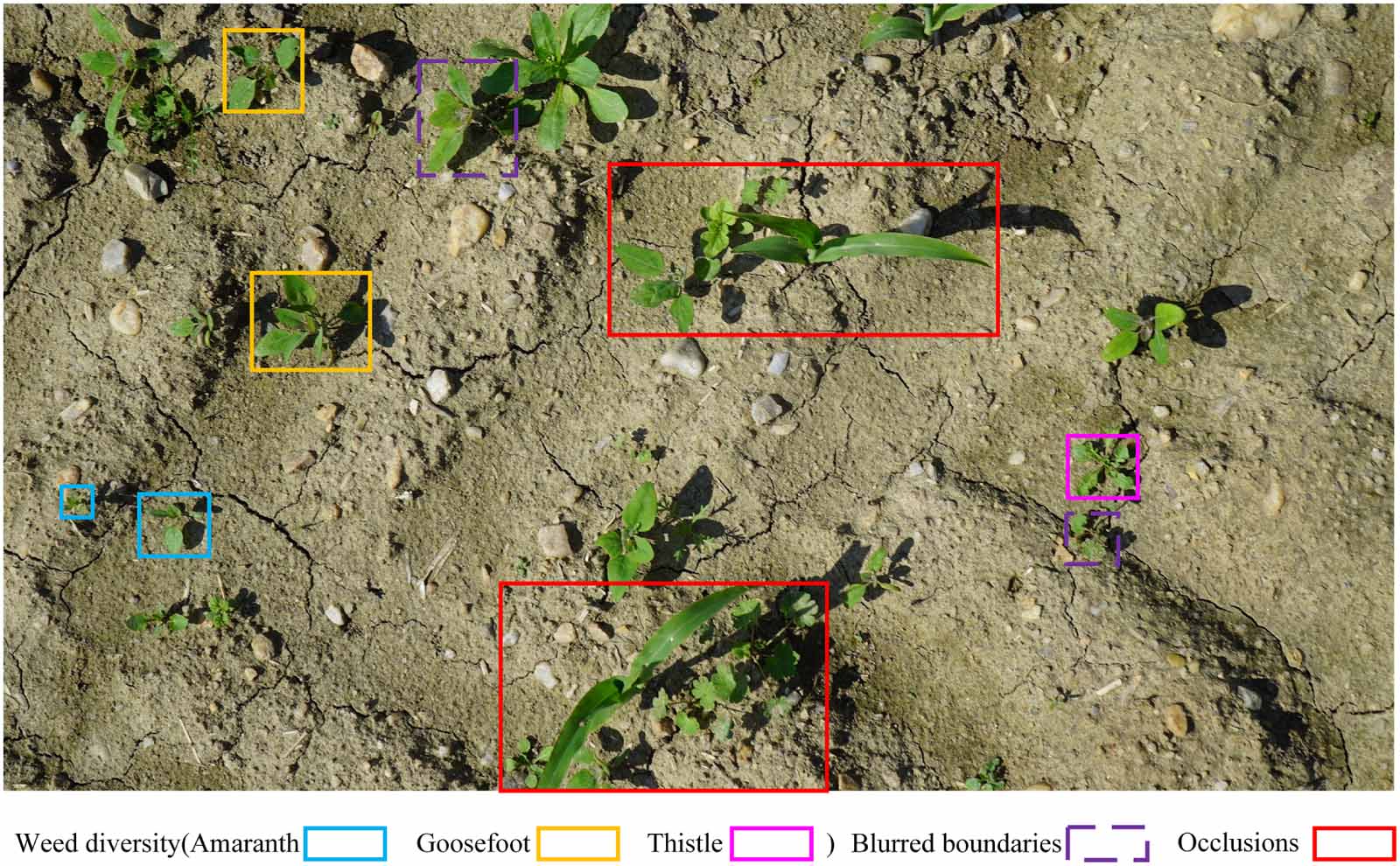 YOLO-CESn: an efficient field weed detection model based on an improved ...