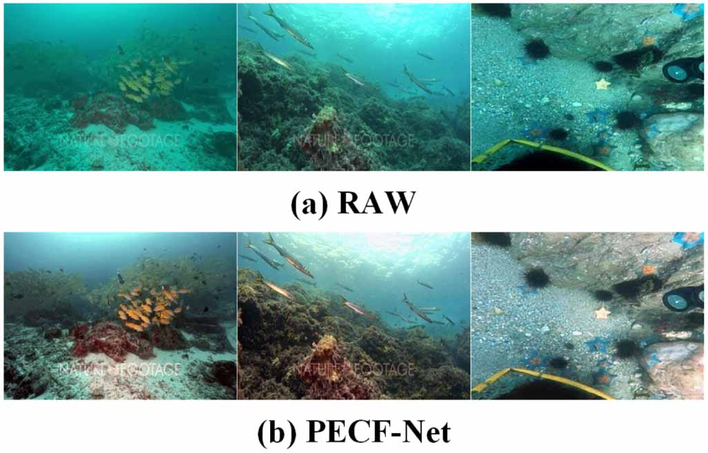 PECF-Net: multi-path underwater image enhancement network via multi ...