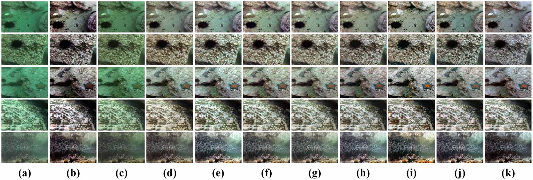 PECF-Net: multi-path underwater image enhancement network via multi ...