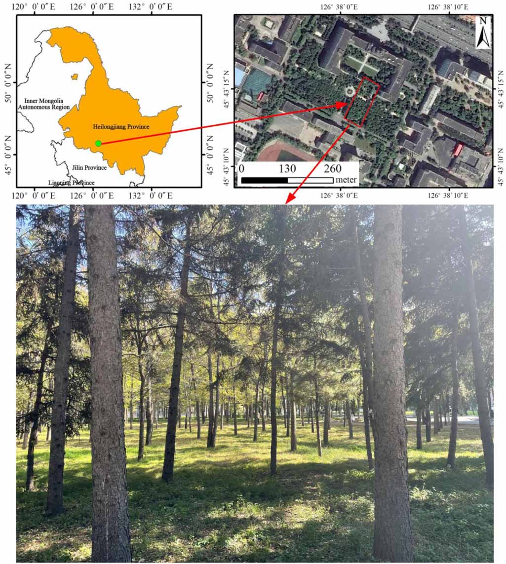 Dynamic visual SLAM algorithm for urban forest environments based on ...