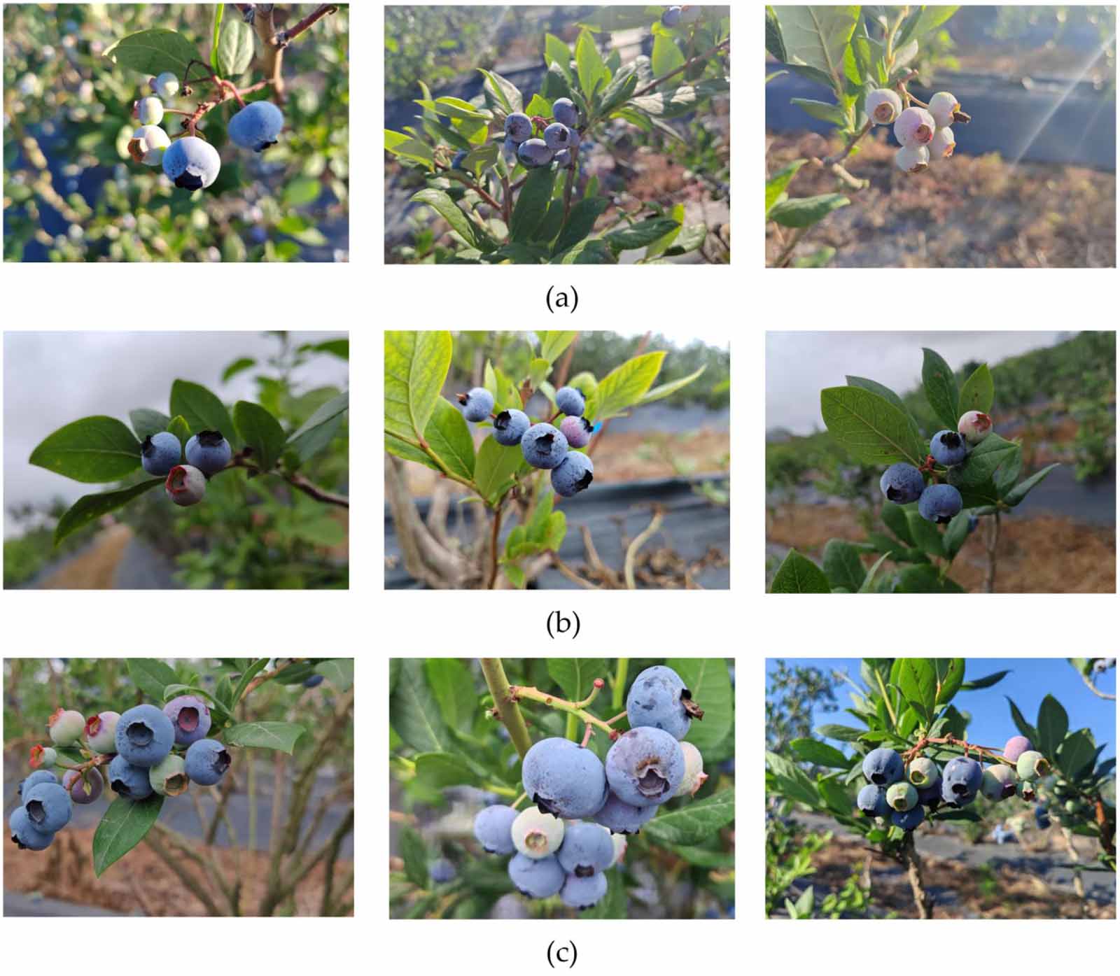 Star-YOLOv8s: an ultra-lightweight model for optimal blueberry picking ...