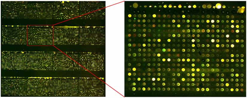 A novel microarray detection method based on deep learning with edge ...