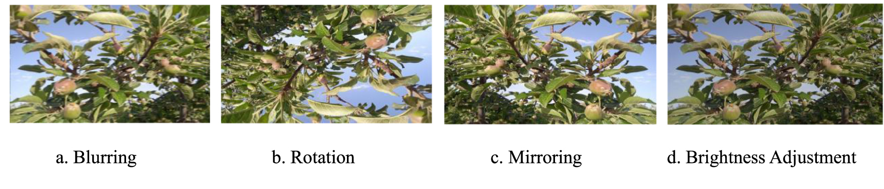 YOLOv10-PTA: enhancing pre-thinning apples detection in orchards ...