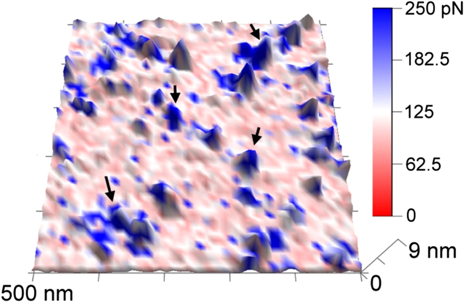 Spatial recognition and mapping of proteins using DNA aptamers - IOPscience