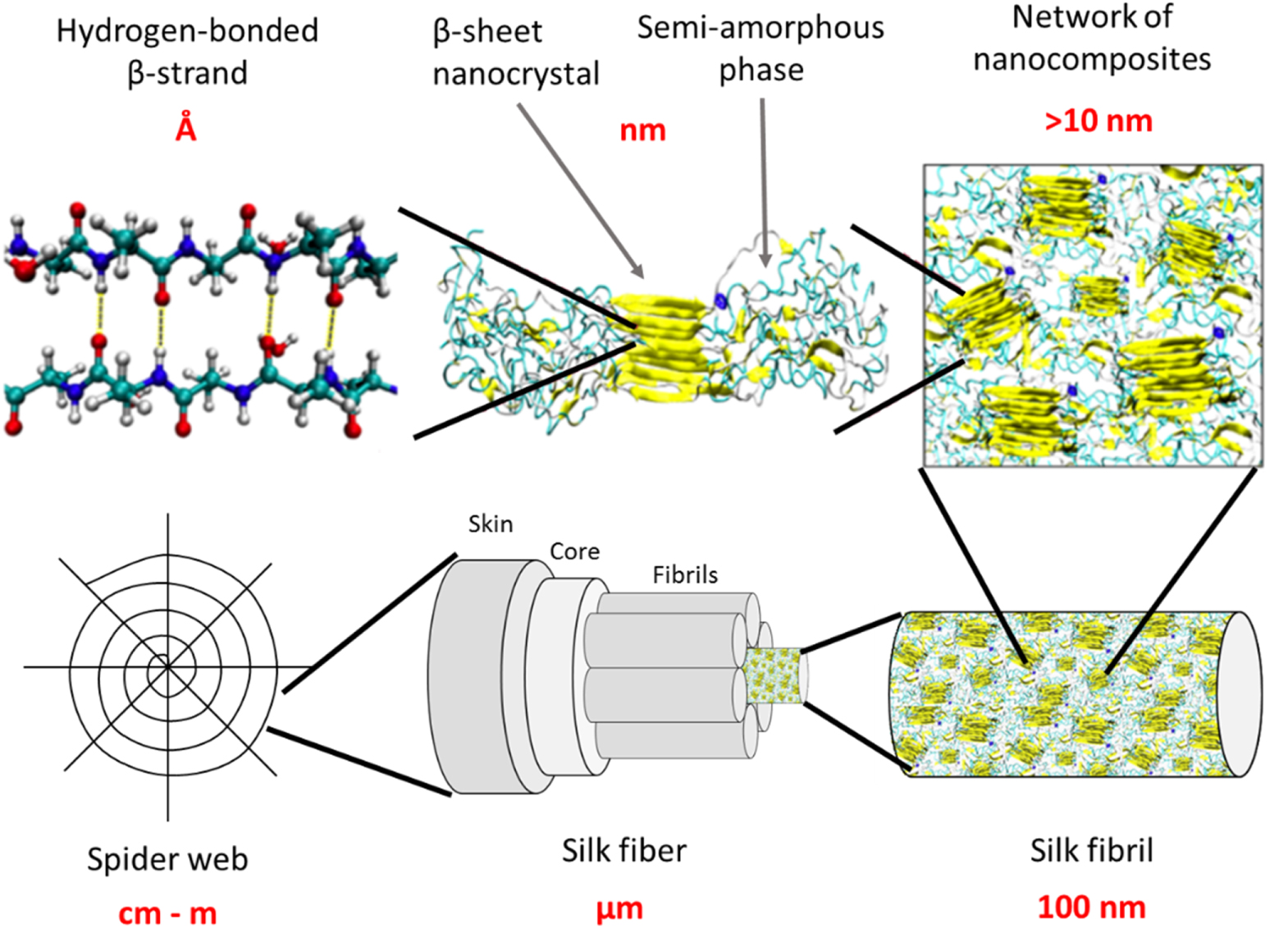 Nanomechanics of silk: the fundamentals of a strong, tough and ...