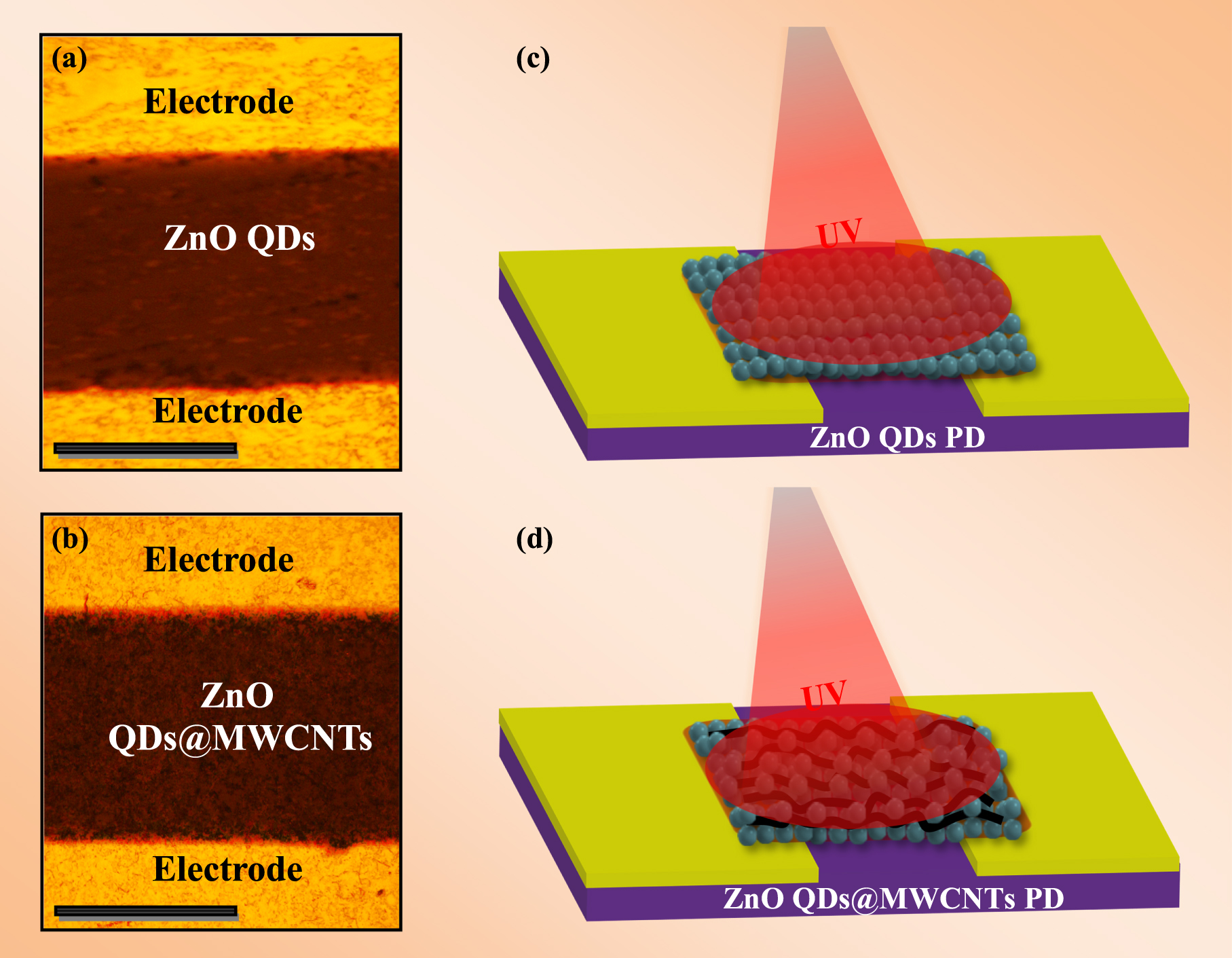 Conjugated assembly of colloidal zinc oxide quantum dots and ...