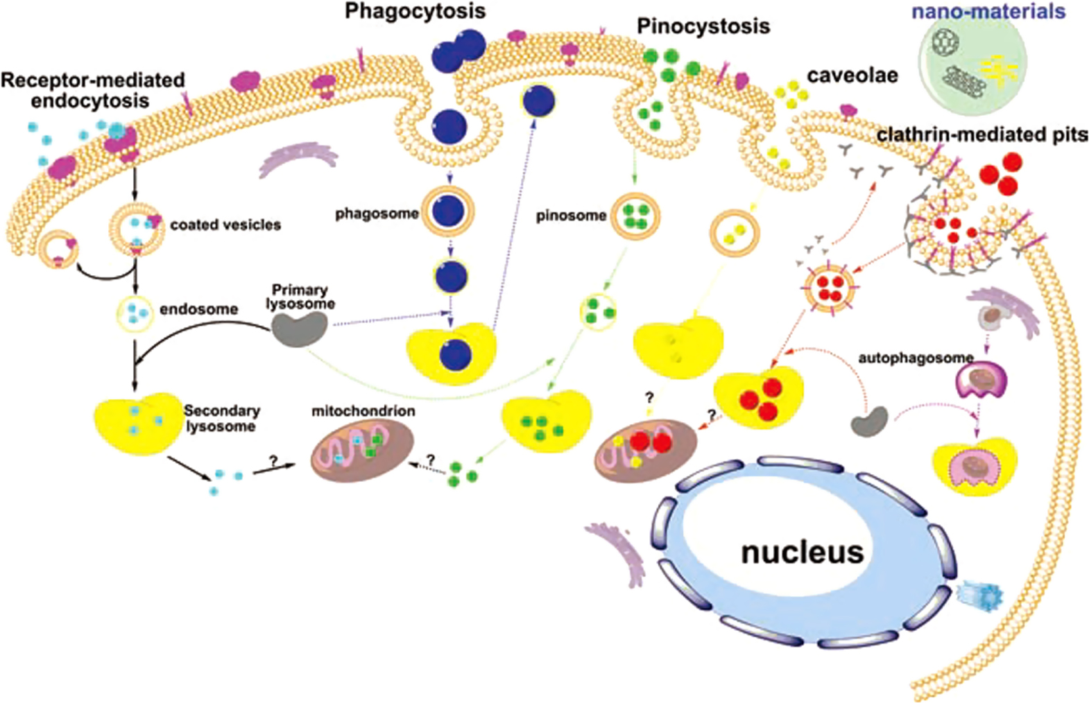 Recent advances in interactions of designed nanoparticles and cells ...