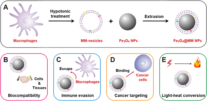 Macrophage membrane-coated iron oxide nanoparticles for enhanced ...