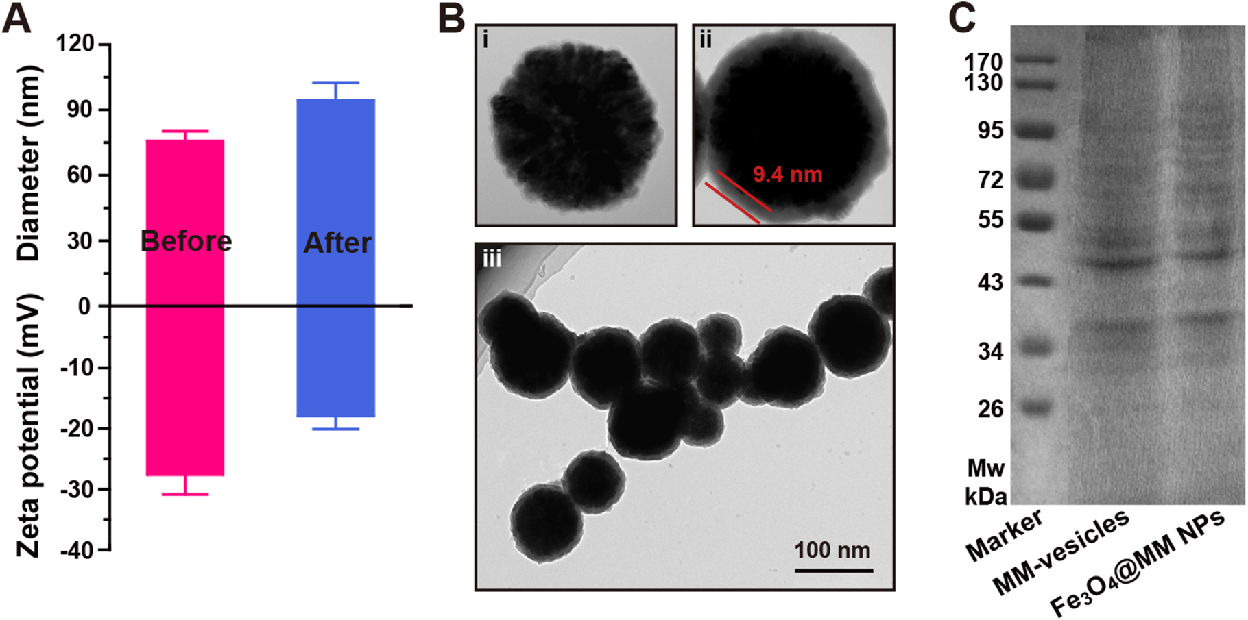 Macrophage membrane-coated iron oxide nanoparticles for enhanced ...