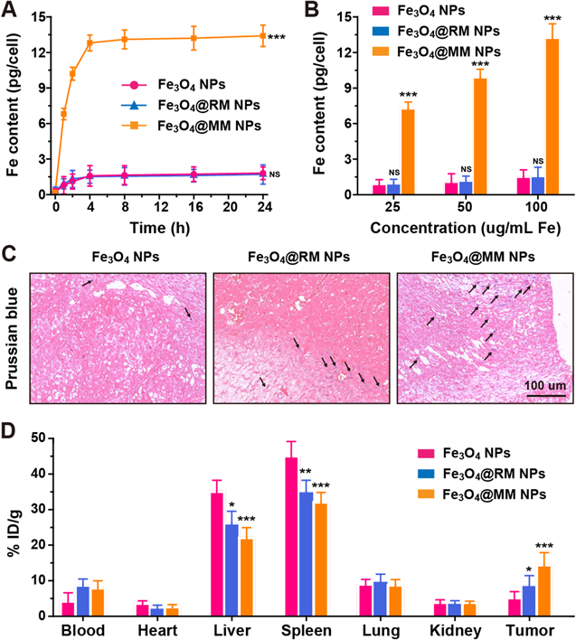 Macrophage membrane-coated iron oxide nanoparticles for enhanced ...