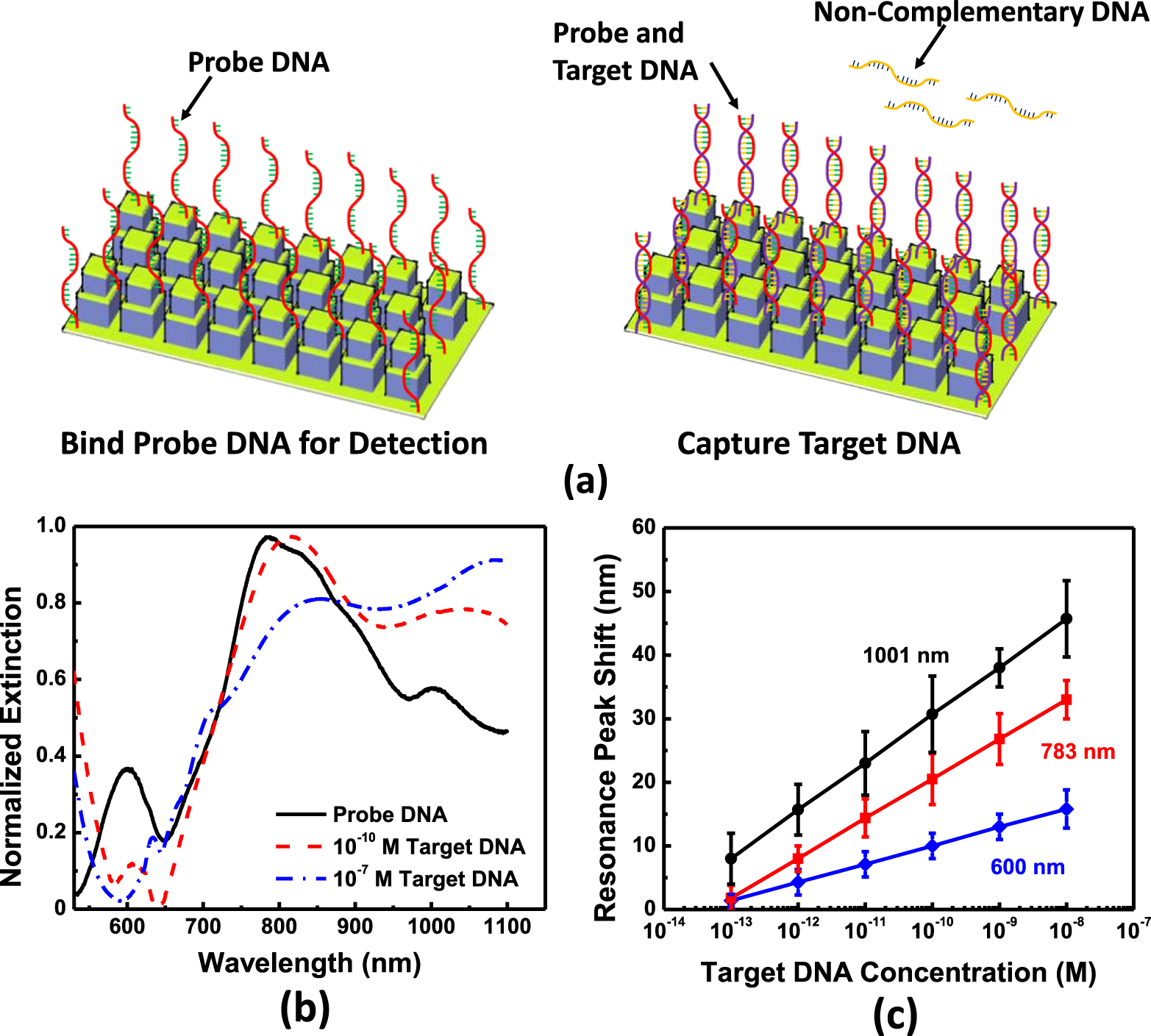 Label-free detection of live cancer cells and DNA hybridization using ...