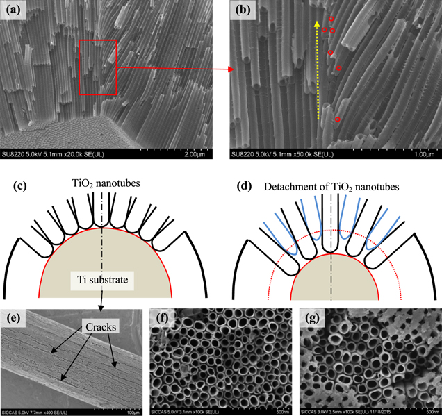 Tio2 Nano Ring Growth orientation mechanism of TiO2 nanotubes fabricated by ...
