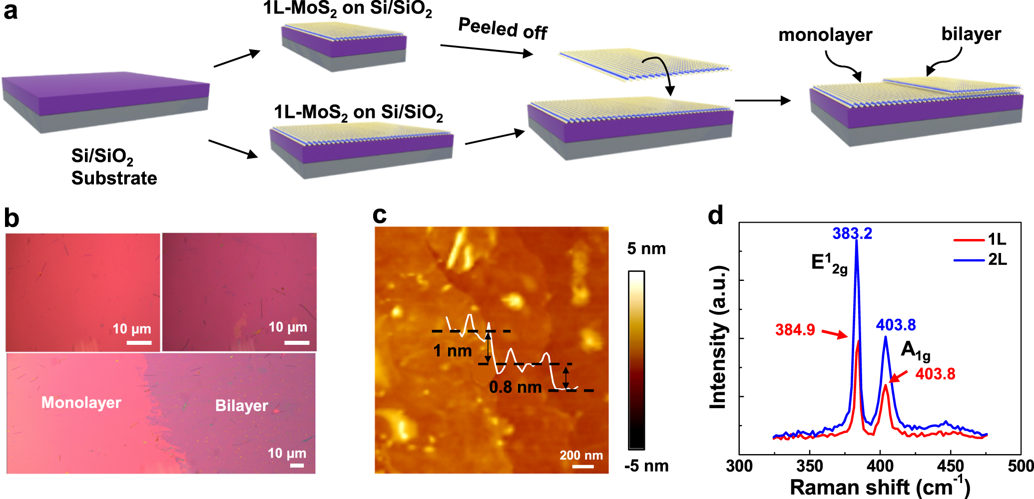 Wafer-scale transferred multilayer MoS2 for high performance field ...