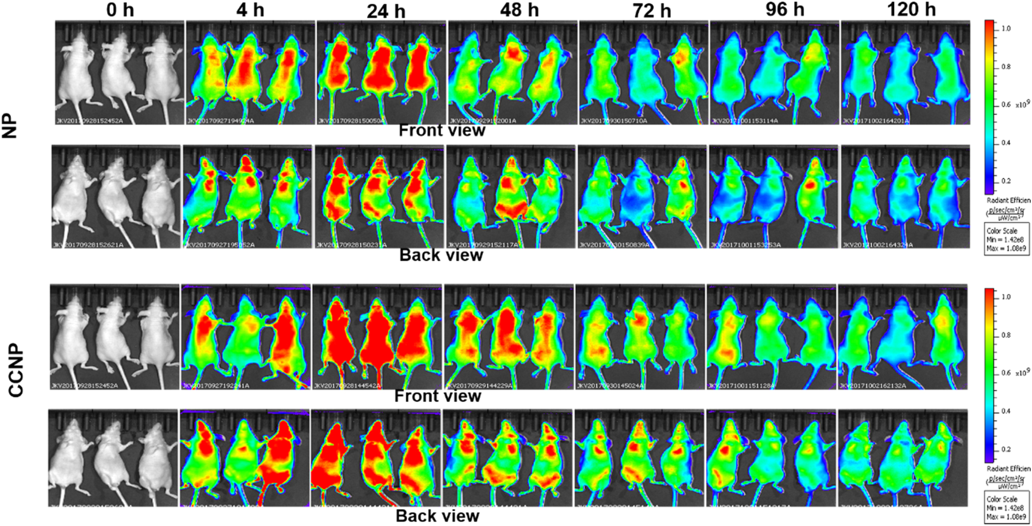 In vivo imaging and biodistribution of near infrared dye loaded brain ...