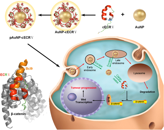 Targeted disruption of the BCL9/β-catenin interaction by endosomal ...