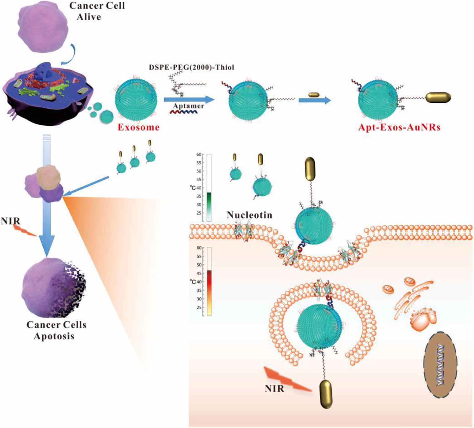 Assembly and in vitro assessment of a powerful combination: aptamer ...