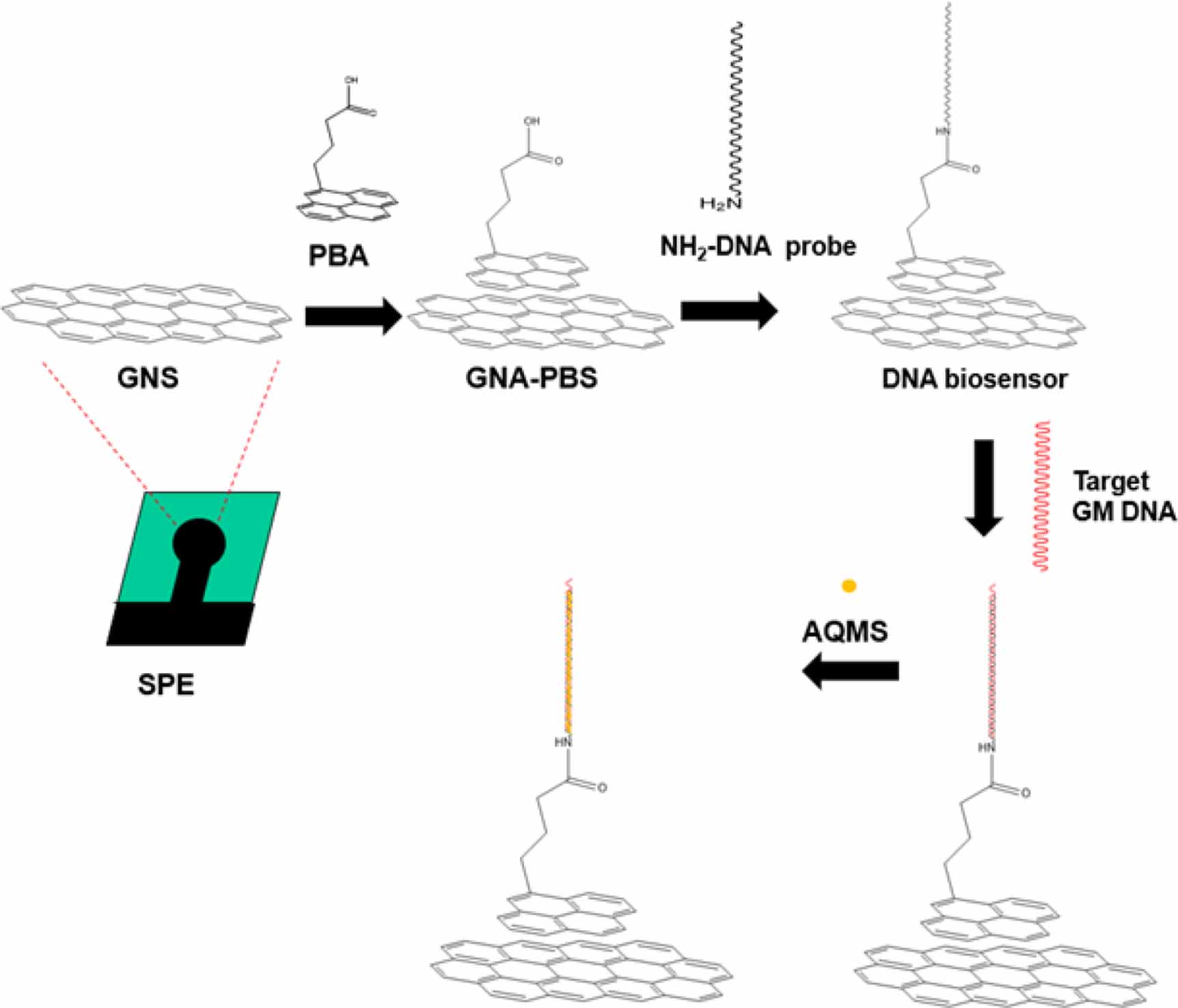 An electrochemical DNA biosensor fabricated from graphene decorated ...