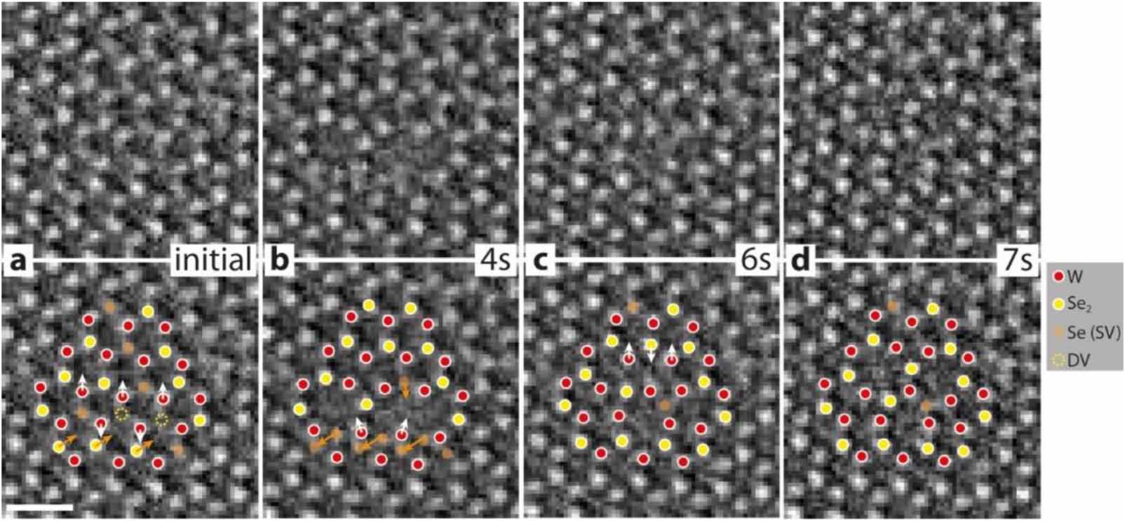 In-situ formation and evolution of atomic defects in monolayer WSe2 ...