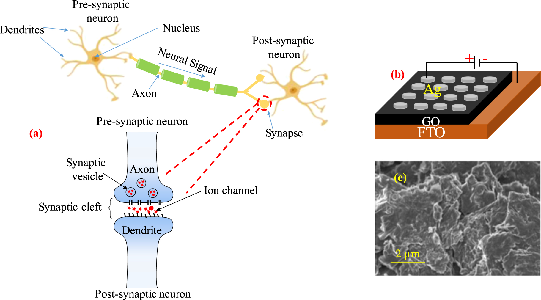 Graphene oxide based synaptic memristor device for neuromorphic ...