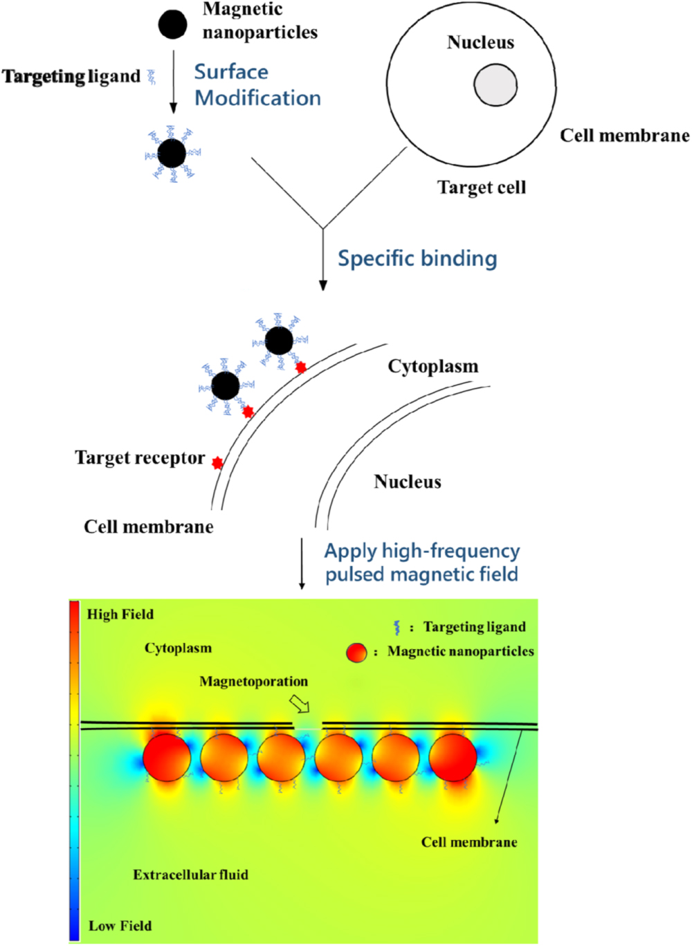 Viability inhibition of A375 melanoma cells in vitro by a high ...