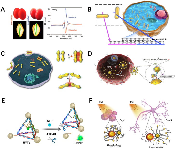 Pnmg DNA-based plasmonic nanostructures and their optical and biomedical ...