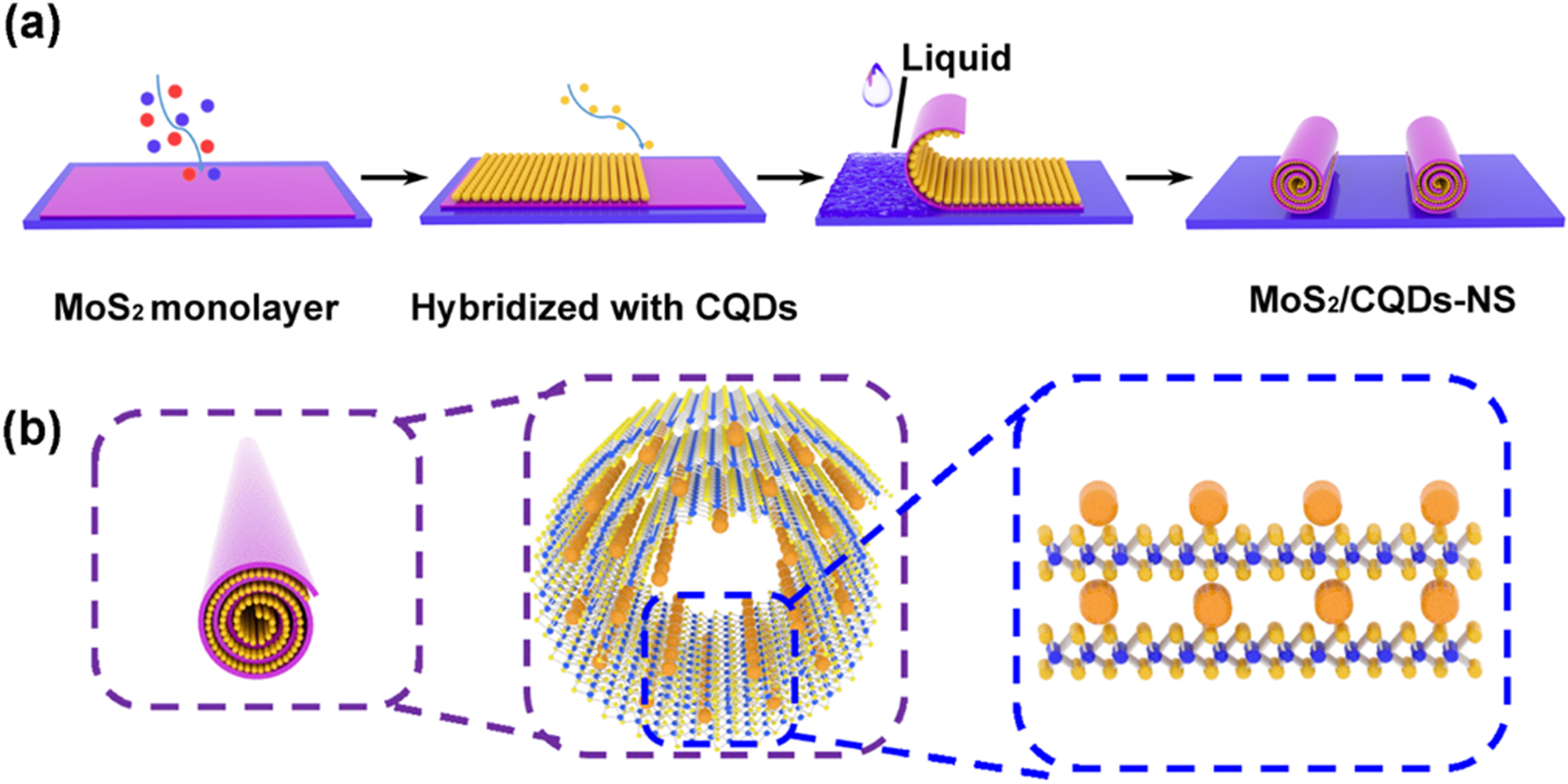 High-responsivity photodetector based on scrolling monolayer MoS2 ...