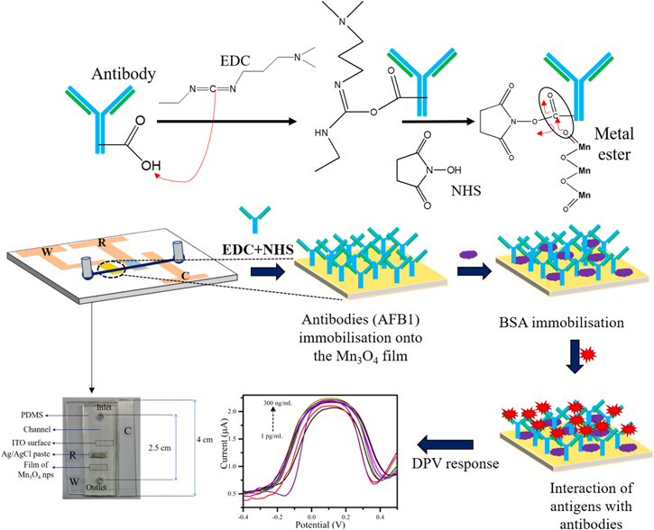 Rapid and label-free detection of Aflatoxin-B1 via microfluidic ...