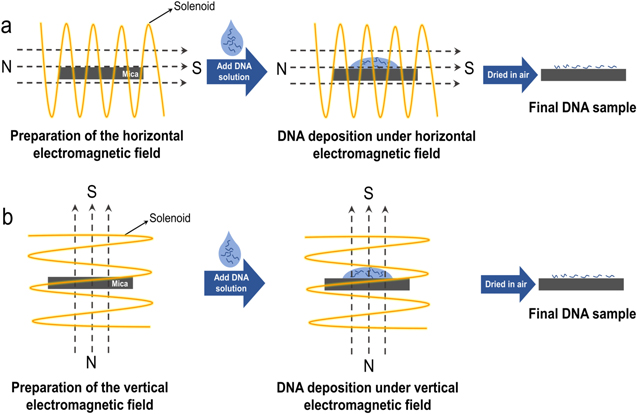 Self-Assembly of DNA molecules in magnetic Fields - IOPscience