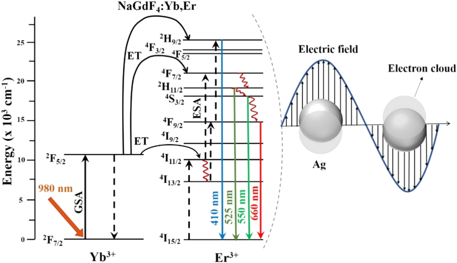 Nagdf4 Raman Upconversion, MRI imaging and optical trapping studies of silver ...